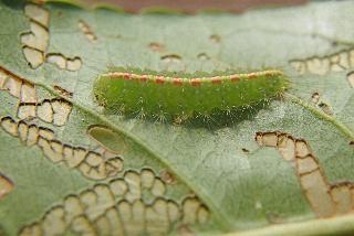 Pisara hyalospila
