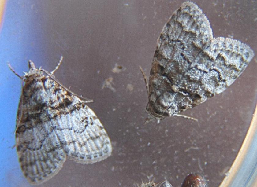 Pisara hyalospila