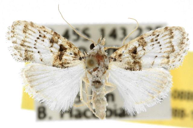 Pisara hyalospila