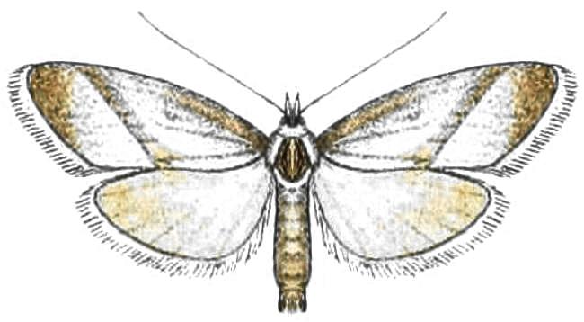 Nola irenica