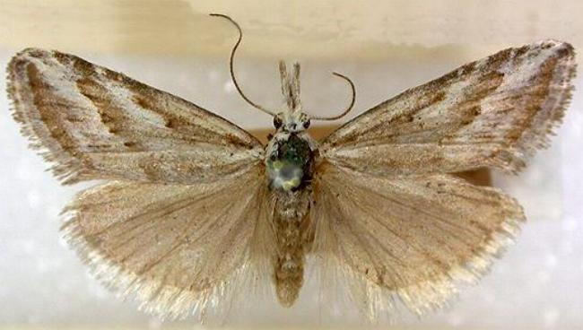 Nola irenica