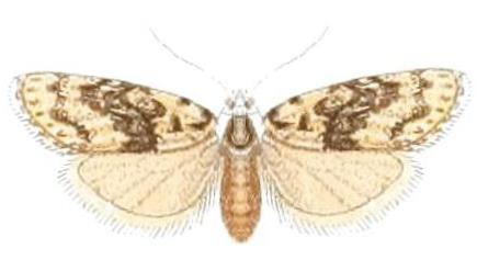 Nola leucoma