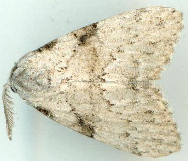 Meganola major
