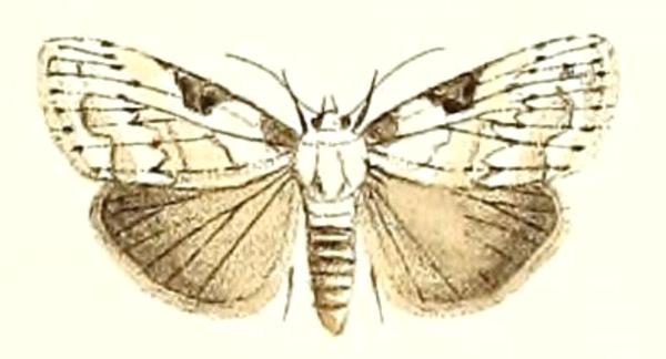 Meganola major