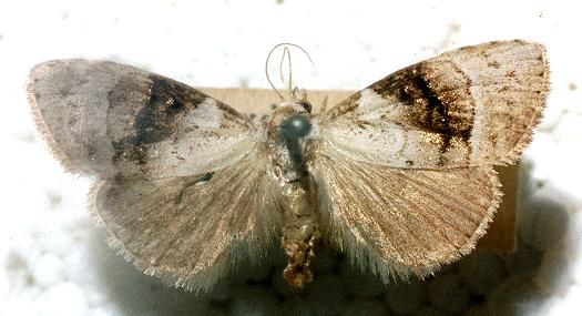 Acatapaustus metallopa