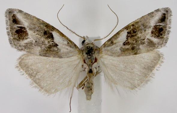 Nola niphostena