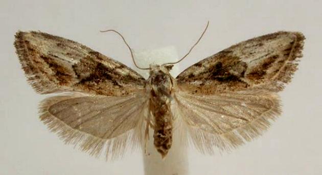 Nola paroxynta