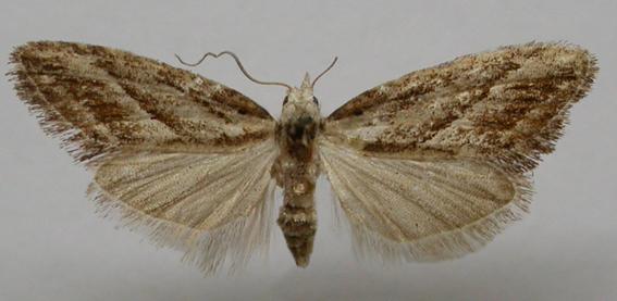Nola phaeogramma 