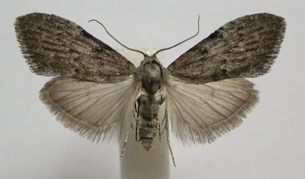 Nola pleurosema