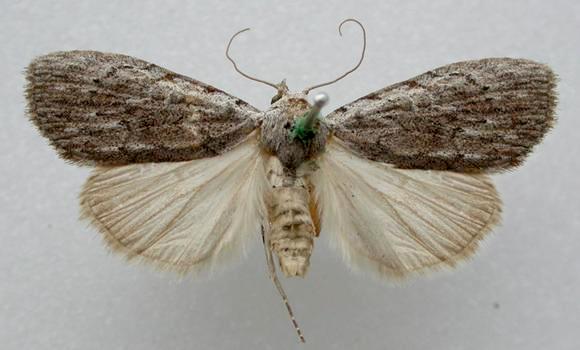 Nola porrigens