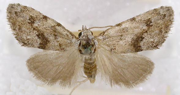 Nola pothina