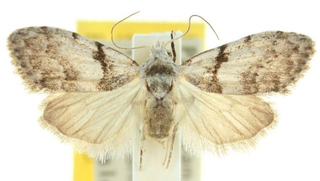 Nola pygmaeodes