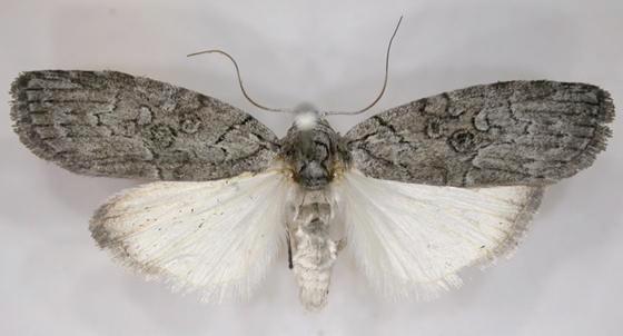 Elesma subglauca