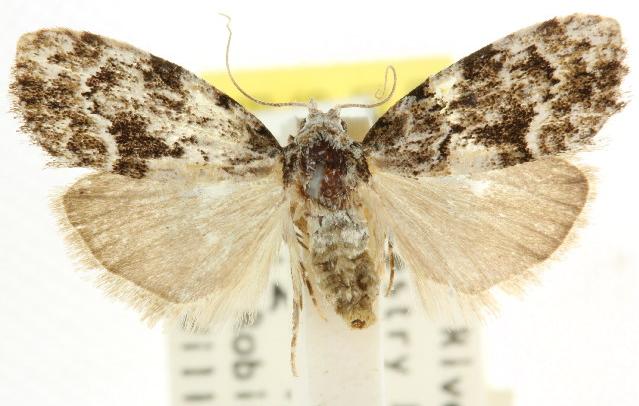 Nola tetralopha
