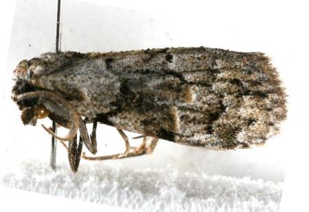 Nola tetralopha