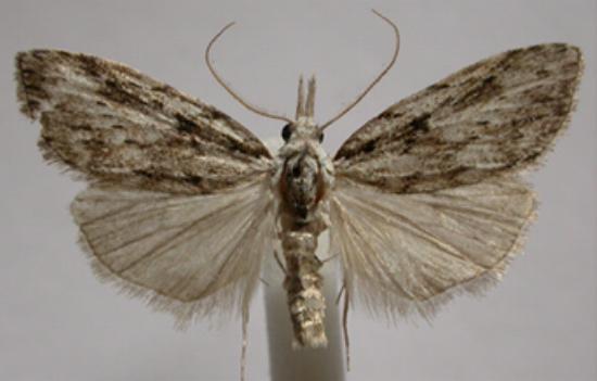 Nola vernalis