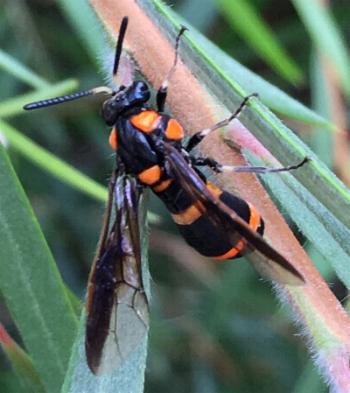 Pterygophorus cinctus