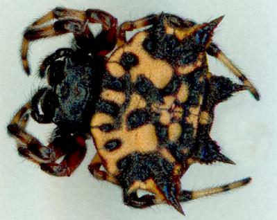 Austracantha minax