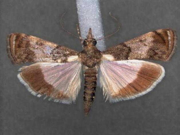 Noorda blitealis