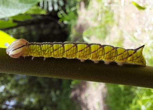 Antithemerastis acrobela