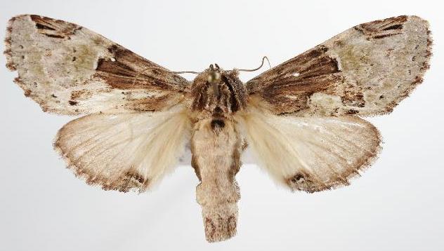 Antithemerastis acrobela