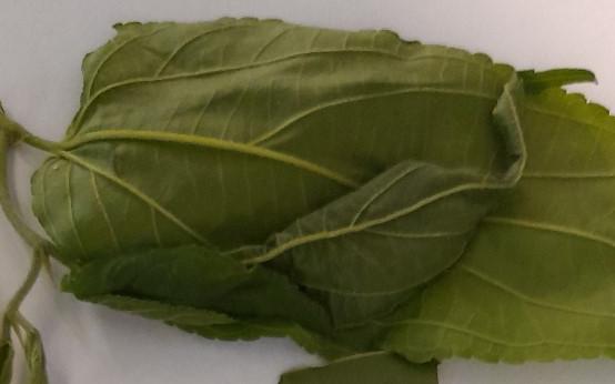 Antithemerastis acrobela