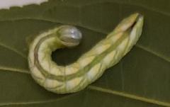 Antithemerastis acrobela