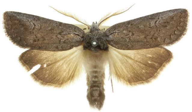 Hobartina amblyiodes