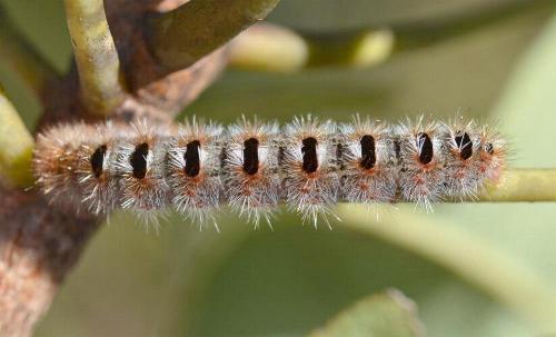 Epicoma argentata