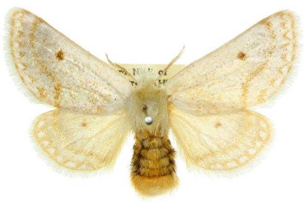 Epicoma argentata