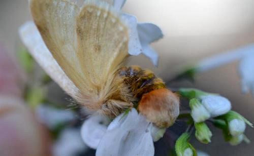 Epicoma argentata