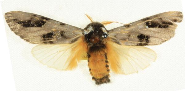 Danima banksiae