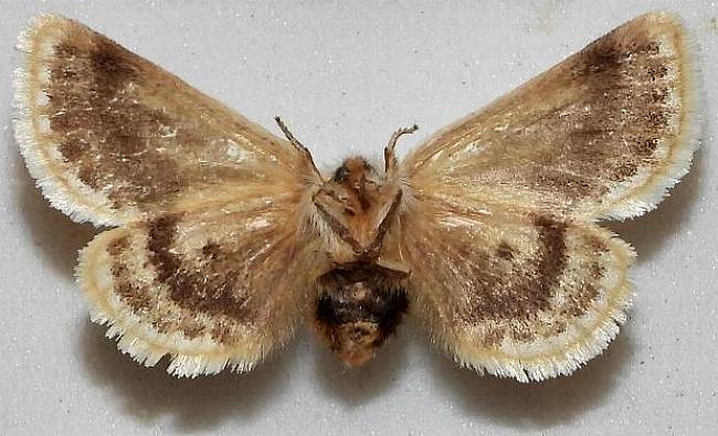 Epicoma barytima