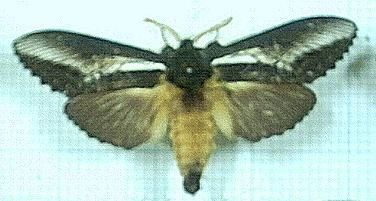 Hylaeora caustopis