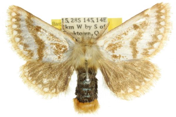 Epicoma chrysosema