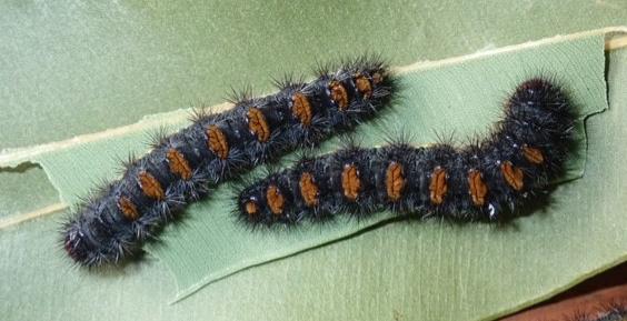 Epicoma derbyana