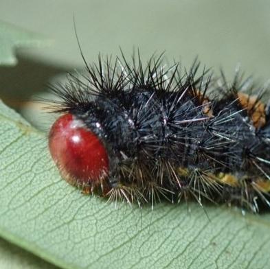 Epicoma derbyana