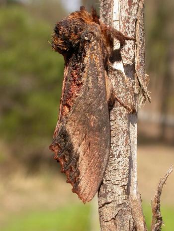 Hylaeora dilucida