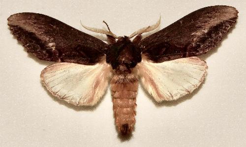 Hylaeora dilucida