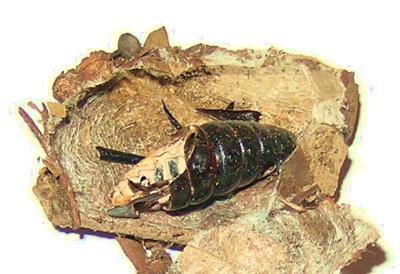Hylaeora dilucida