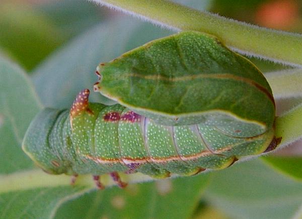 Teleclita dryinopa