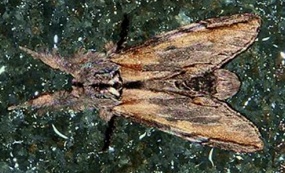 Teleclita dryinopa