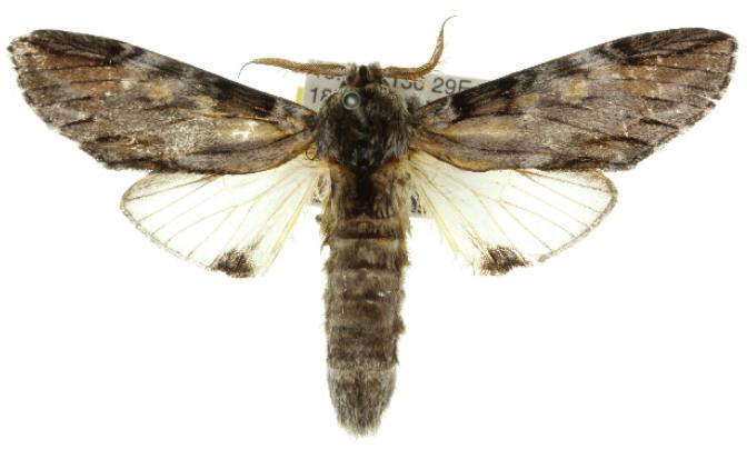 Teleclita dryinopa
