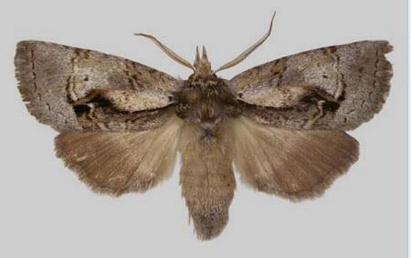 Gallaba eugraphes