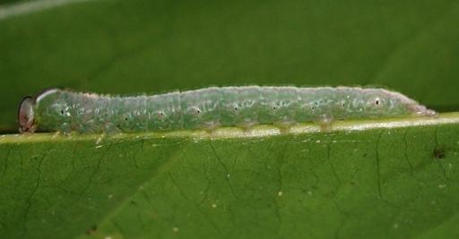 Omichlis hadromeres