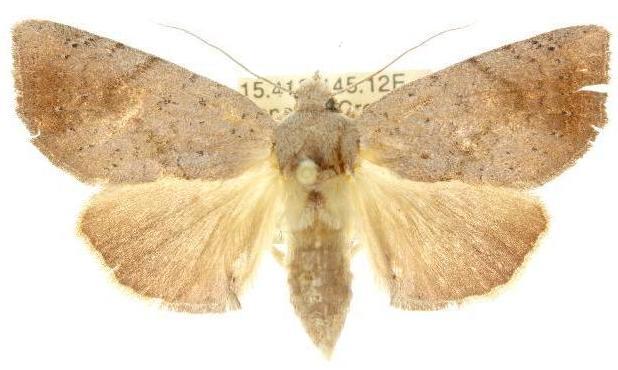 Omichlis hadromeres