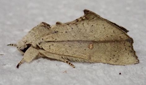 Omichlis hadromeres