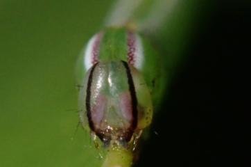 Omichlis hadromeres
