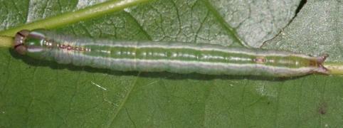 Omichlis hadromeres