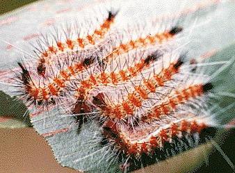 Mesodrepta harpotoma
